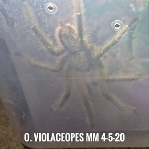 O. violaceopes