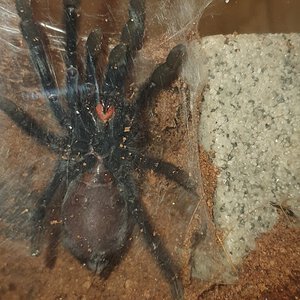 1.5" Psalmopoeus irminia [ventral sexing] [2/4]