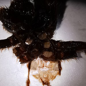 2" Pterinochilus murinus [molt sexing]