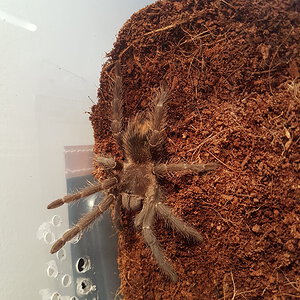 Lasiodora parahybana