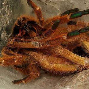 OBT in molting