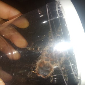 1.5" Grammostola pulchripes [ventral sexing]