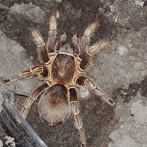 0.1.0 Aphonopelma seemanni