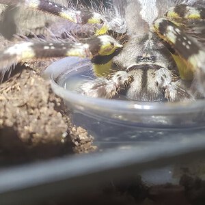 Poecilotheria regalis Drinking