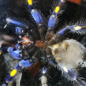 Poecilotheria metallica [ventral sexing]