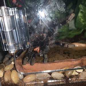 Avicularia avicularia [ventral sexing] [2/2]