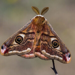 Saturnia pavoniella