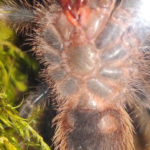 2.25" Grammostola pulchripes [ventral sexing]