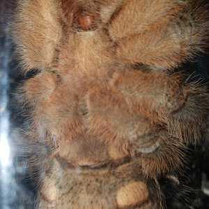 4-5" Aphonopelma seemanni [ventral sexing]
