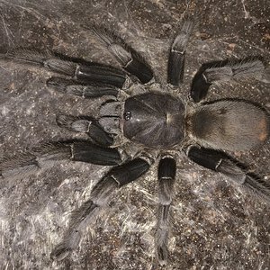 6.25”-6.75” Suspect Female Chilobrachys andersoni “Dark Morph” (Burmese Mustard Tarantula)