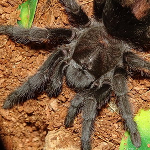 Grammostola pulchra