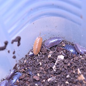 porcellio laevis