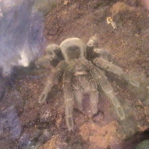 Sold as G. pulchra (Brazilian Black)? [1/2]