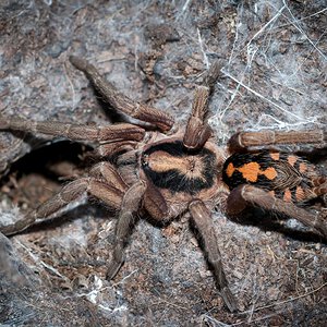 Hapalopus sp. Colombia Large Adult Female