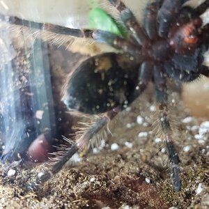 3" Brachypelma hamorii [ventral sexing] [2/3]