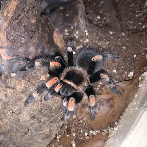 Brachypelma hamorii or B. smithi? [1/2]