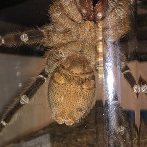 3-4" Aphonopelma seemanni [ventral sexing]