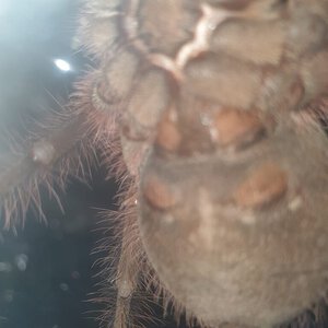 10cm Theraphosa blondi [ventral sexing] [1/2]