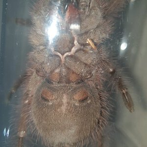 Theraphosa blondi [ventral sexing] [2/2]
