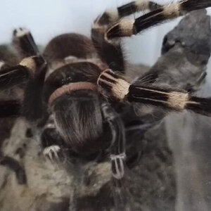 A geniculata