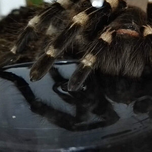 A geniculata