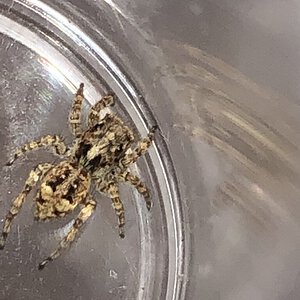 Jumping Spider ID Request [2/6]