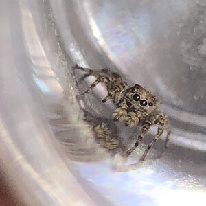 Jumping Spider ID Request [3/6]