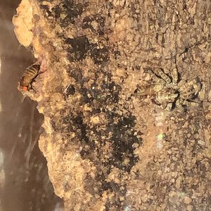 Jumping Spider ID Request [4/6]