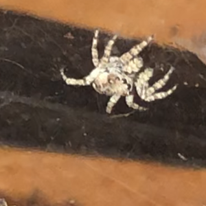 Jumping Spider ID Request [6/6]