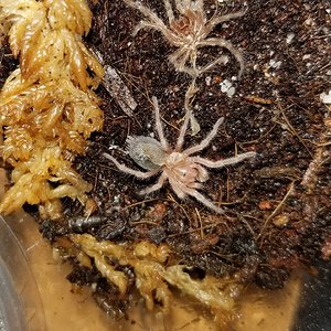 Grammostola sp. "North" post molt