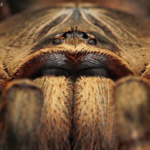 Poecilotheria subfusca.