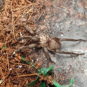 Grand Cayman Tarantula