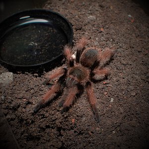 Brachypelma klaasi