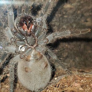 Lasiodora striatipes [ventral sexing]