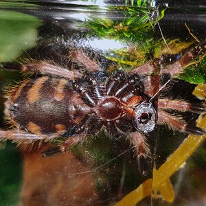 2" Chromatopelma cyaneopubescens [ventral sexing]