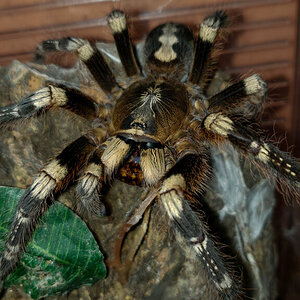 0.1 Poecilotheria subfusca (Lowland)