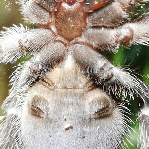 Lasiodora parahybana [ventral sexing]