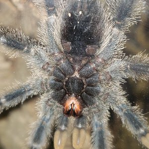 Avicularia avicularia [ventral sexing]