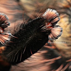 Grammostola pulchripes.