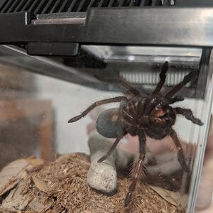 2.5" Brachypelma klaasi [ventral sexing]