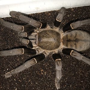 5.75”-6.25” Female Cyriopagopus minax (Thailand Black Tarantula)