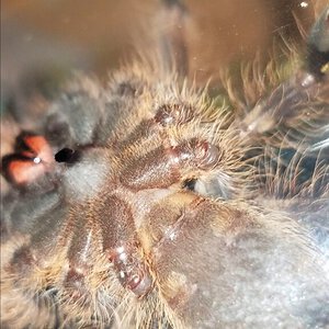 3 inch p subfusca ventral sexing