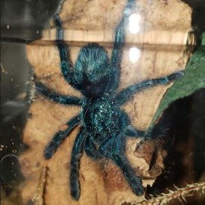 Caribena versicolor