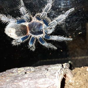 Thrixopelma cyaneolum