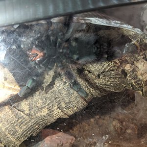 3" Caribena versicolor [ventral sexing] [3/3]