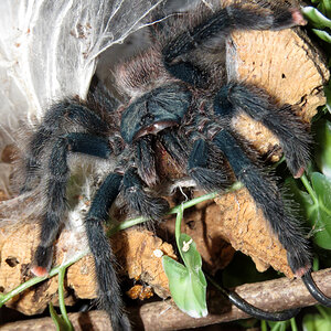 Reloading (♀ Avicularia avicularia 5")