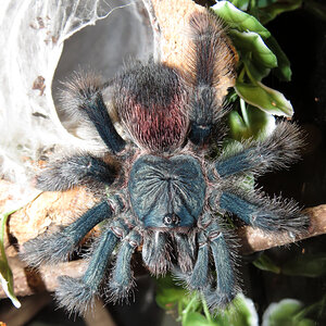 Cross-eyed (♀ Avicularia avicularia 5")