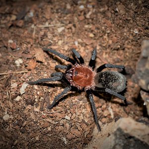 Bumba cabocla Juvenile Female