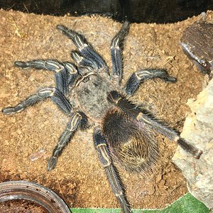 Sold as suspect female Homoeomma sp blue
