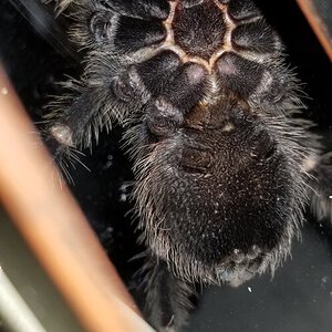 3.5-4" Lasiodora parahybana [ventral sexing]